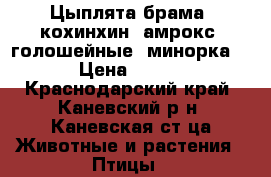 Цыплята брама, кохинхин, амрокс, голошейные, минорка. › Цена ­ 500 - Краснодарский край, Каневский р-н, Каневская ст-ца Животные и растения » Птицы   